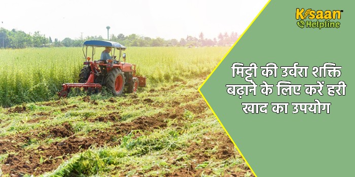 मिट्टी की उर्वरा शक्ति बढ़ाने के लिए करें हरी खाद का उपयोग मिट्टी की उर्वरा शक्ति बढ़ाने के लिए करें हरी खाद का उपयोग